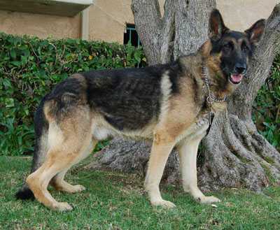 Klaus von Kernburg standing 2